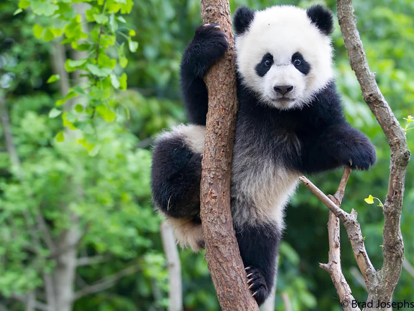Foto: WWF/Brad Josephs